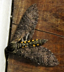 Manduca occulta