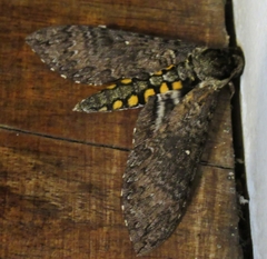 Manduca occulta
