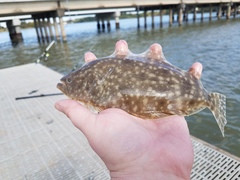 Paralichthys lethostigma