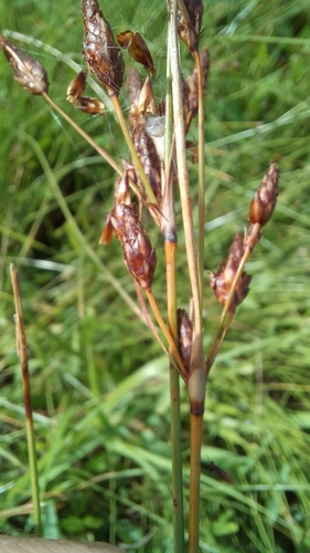 Marsh Fimbry (Fimbristylis spadicea)