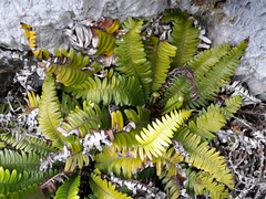 Blechnum durum