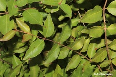 Psidium sartorianum
