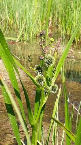 Branched bur-reed (Sparganium erectum)