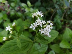 Stevia berlandieri