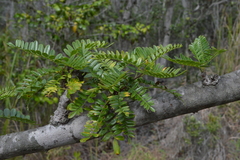 Osteomeles anthyllidifolia