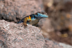 Sceloporus aureolus