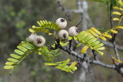 Osteomeles anthyllidifolia