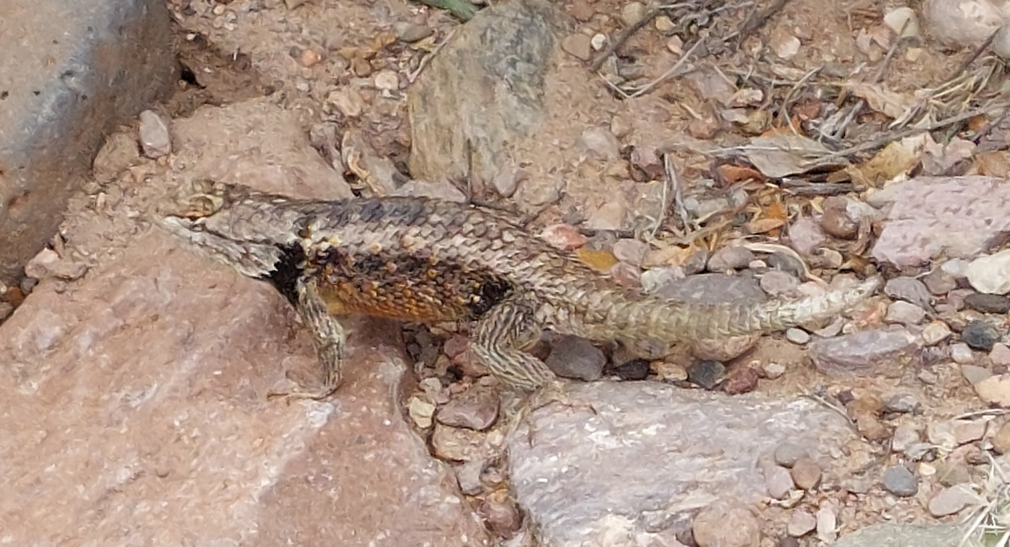 Sceloporus Bimaculosus Phelan & Brattstrom, 1955