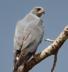 Ovambo Sparrowhawk photo 5
