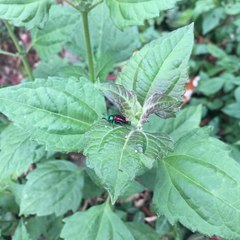 Platycorynus sauteri