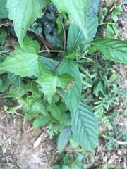 Spilarctia subcarnea