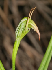 Pterostylis graminea