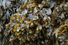Fucus distichus evanescens