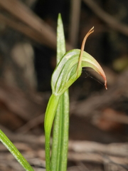 Pterostylis graminea