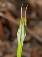 Pterostylis graminea
