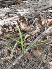 Pterostylis graminea