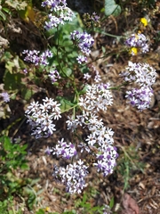 Pericallis papyracea image