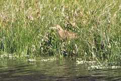 Botaurus lentiginosus image
