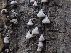 Porodisculus pendulus