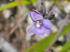 Thelymitra nervosa