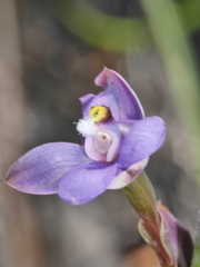 Thelymitra nervosa