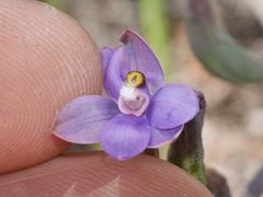 Thelymitra nervosa