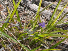 Thelymitra nervosa