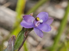 Thelymitra nervosa