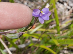 Thelymitra nervosa