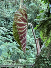 Philodendron verrucosum image