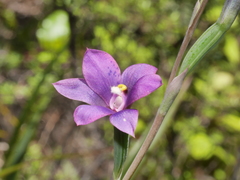 Thelymitra nervosa