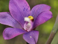 Thelymitra nervosa