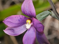 Thelymitra nervosa