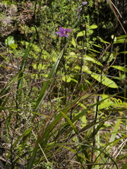 Thelymitra nervosa