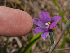 Thelymitra nervosa
