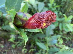 Costus laevis image