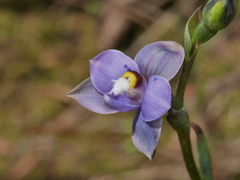 Thelymitra nervosa