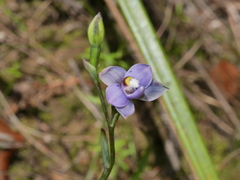 Thelymitra nervosa