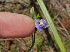 Thelymitra nervosa