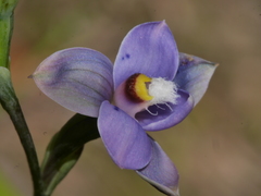 Thelymitra nervosa