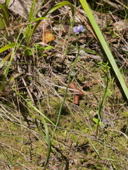 Thelymitra nervosa