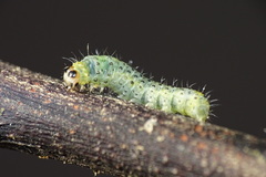 Dysaethria flavistriga