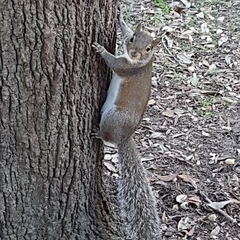 Sciurus carolinensis