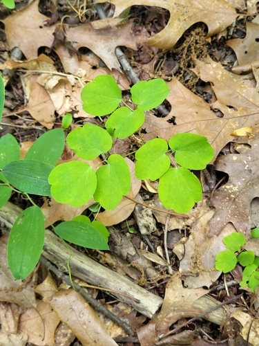 Thalictrum thalictroides