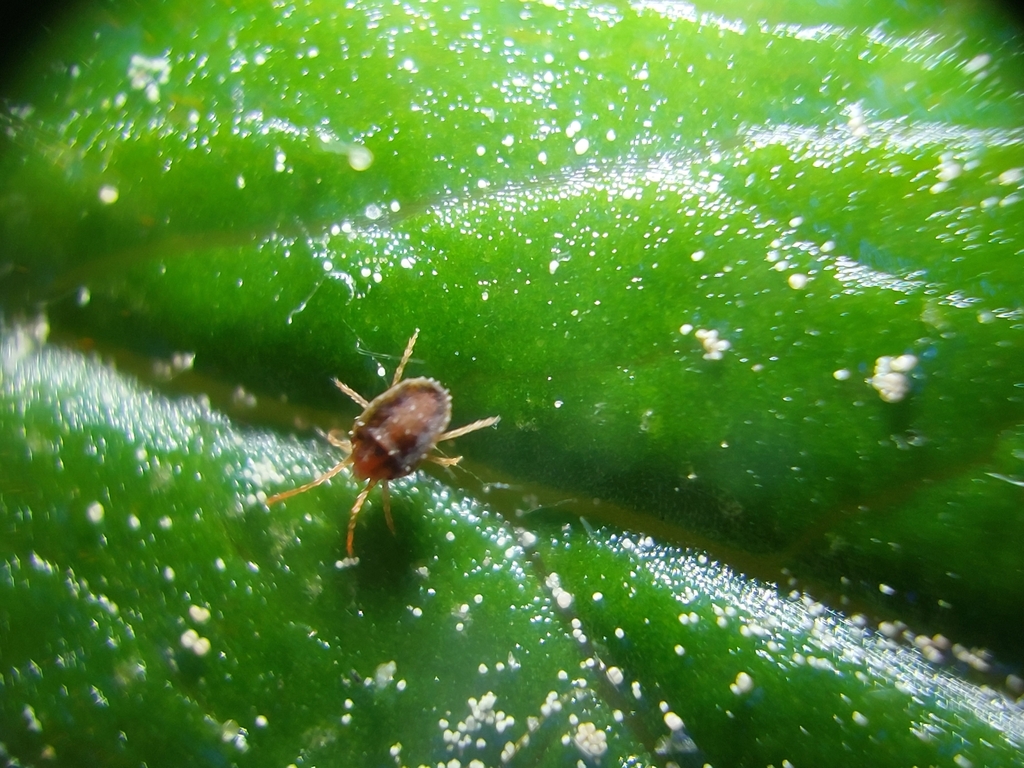 Bryobia ribis