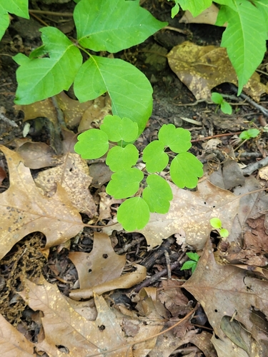 Thalictrum thalictroides