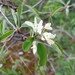 Snowy Mespilus - Photo (c) Алена Ручка, some rights reserved (CC BY), uploaded by Алена Ручка