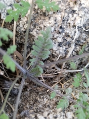 Hydrophylloideae