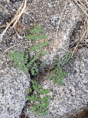 Hydrophylloideae