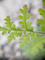 Hydrophylloideae